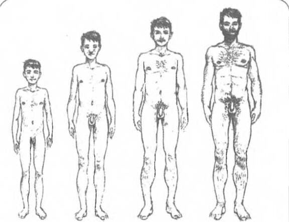 Размер на пениса в зависимост от възрастта