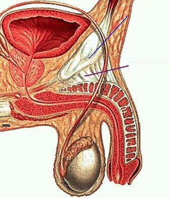 анатомия на мъжки член